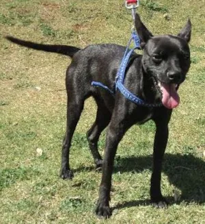 Cachorro raça SRD idade 1 ano nome Blueberry