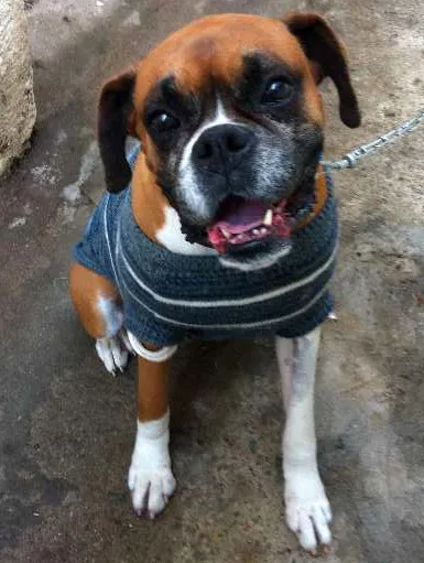Cachorro ra a Boxer idade 5 anos nome Ramses