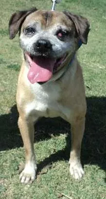 Cachorro raça SRD idade 6 ou mais anos nome Pulgão