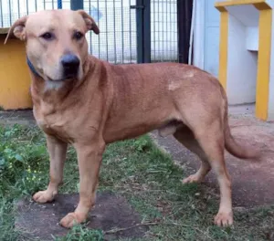 Cachorro raça SRD idade 3 anos nome Cabeção
