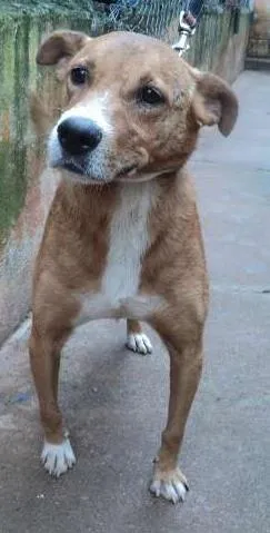 Cachorro raça SRD idade 2 anos nome Josh