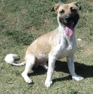 Cachorro raça SRD idade 2 anos nome Funghi