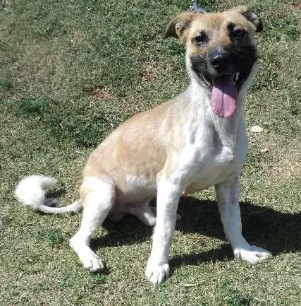 Cachorro ra a SRD idade 2 anos nome Funghi