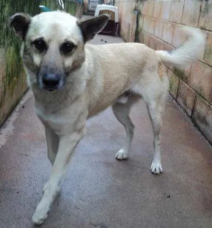 Cachorro ra a SRD idade 2 anos nome Fusca