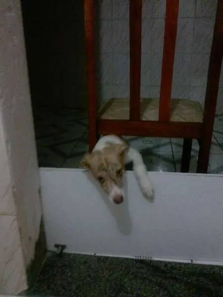 Cachorro raça SRD idade 2 a 6 meses nome Scott