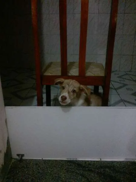 Cachorro raça SRD idade 2 a 6 meses nome Scott