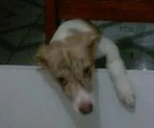 Cachorro raça SRD idade 2 a 6 meses nome Scott