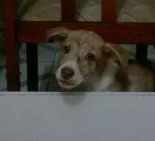 Cachorro raça SRD idade 2 a 6 meses nome Scott