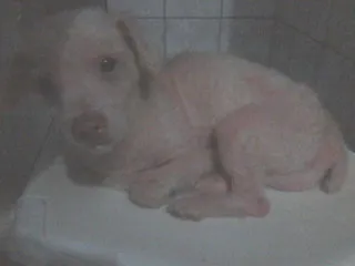 Cachorro raça Poodle idade 6 ou mais anos nome Nick