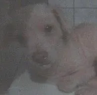 Cachorro raça Poodle idade 6 ou mais anos nome Nick