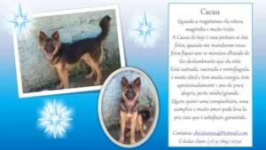 Cachorro raça SRD idade 1 ano nome Cacau