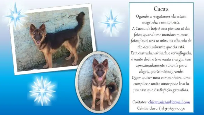 Cachorro ra a SRD idade 1 ano nome Cacau