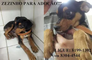 Cachorro raça SRD idade 1 ano nome Zezinho