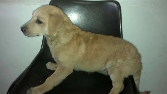 Cachorro ra a SRD idade 2 a 6 meses nome Nina