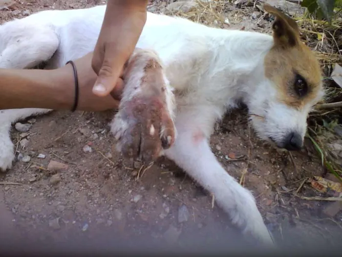 Cachorro ra a SRD idade 1 ano nome NINA