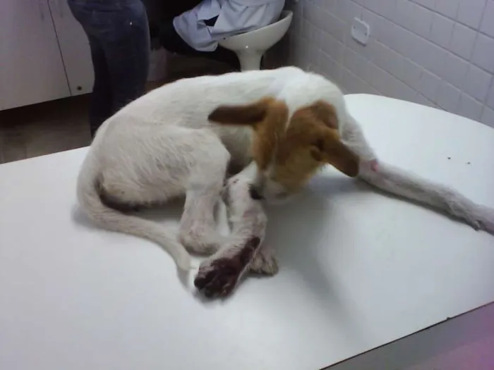 Cachorro ra a SRD idade 1 ano nome NINA