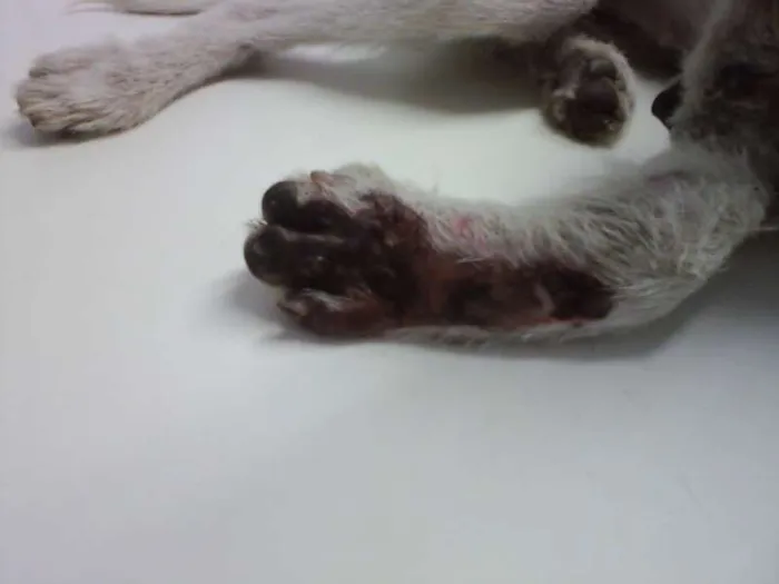Cachorro ra a SRD idade 1 ano nome NINA