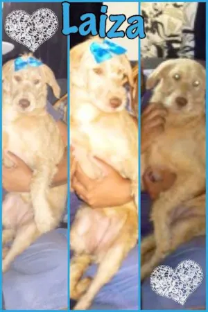 Cachorro raça SRD idade 2 a 6 meses nome LAIZA