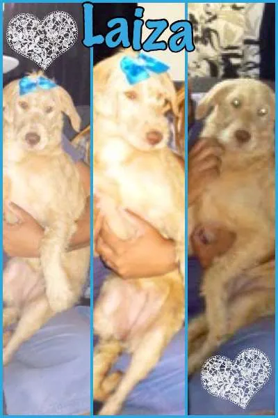 Cachorro ra a SRD idade 2 a 6 meses nome LAIZA