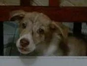 Cachorro raça SRD idade 2 a 6 meses nome Scott