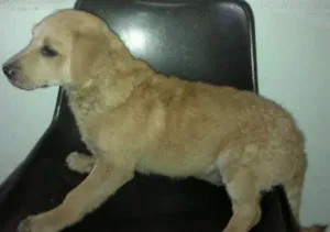 Cachorro raça SRD idade 2 a 6 meses nome Nina