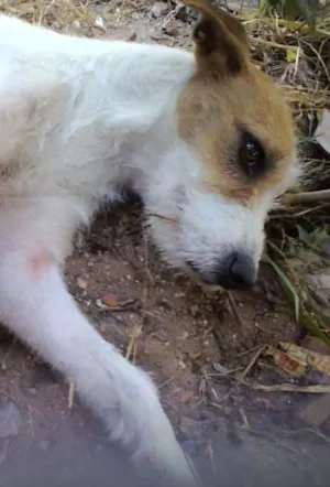Cachorro raça SRD idade 1 ano nome NINA