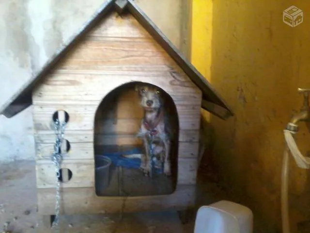 Cachorro ra a srd idade  nome Pipoca