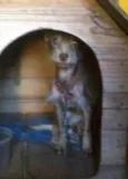 Pipoca