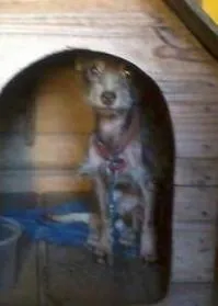 Cachorro ra a srd idade  nome Pipoca