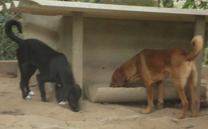 Cachorro ra a SRD idade 2 a 6 meses nome bebê,toquinho,petit