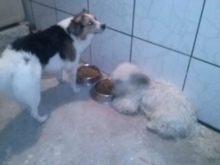 Cachorro ra a Vira lata idade 2 anos nome Billy