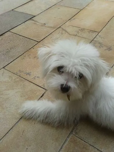 Cachorro ra a Maltês idade 1 ano nome Woody GRATIFICA
