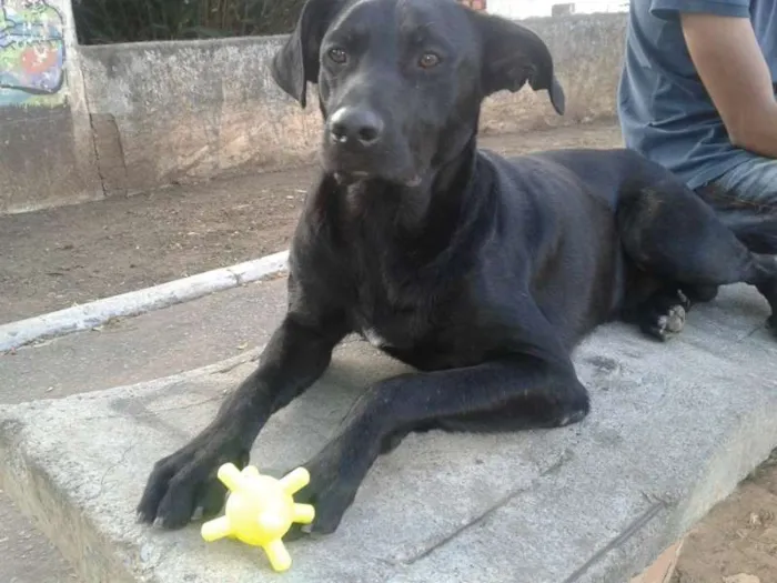 Cachorro ra a SRD idade 2 anos nome Negão