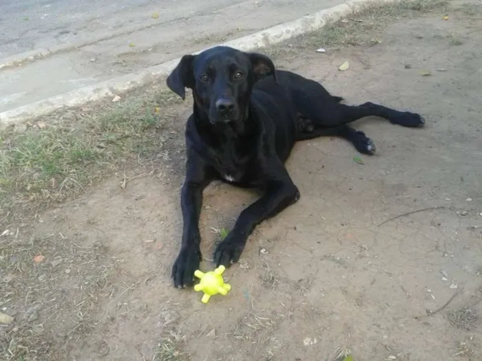 Cachorro ra a SRD idade 2 anos nome Negão