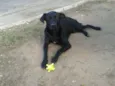 Negão