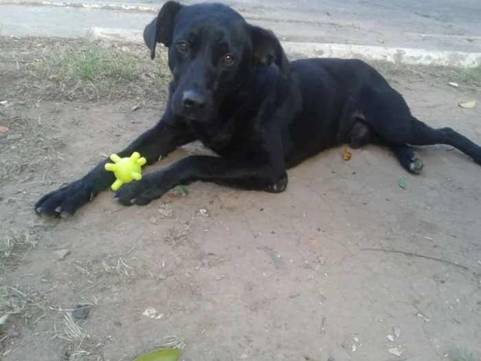Cachorro ra a SRD idade 2 anos nome Negão