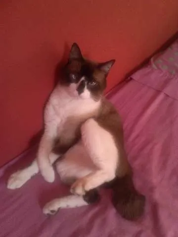 Gato raça SIAMÊS COM VIRA-LATA idade 4 anos nome Piu