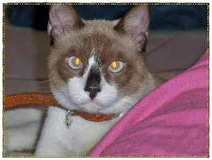 Gato raça SIAMÊS COM VIRA-LATA idade 4 anos nome Piu