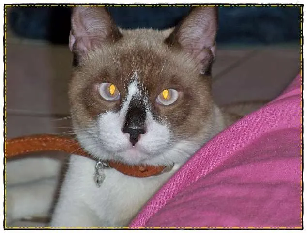 Gato raça SIAMÊS COM VIRA-LATA idade 4 anos nome Piu