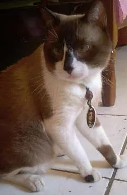 Gato raça SIAMÊS COM VIRA-LATA idade 4 anos nome Piu