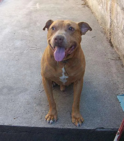 Cachorro ra a Raça: Pit-Bull idade 5 anos nome BUBERTH