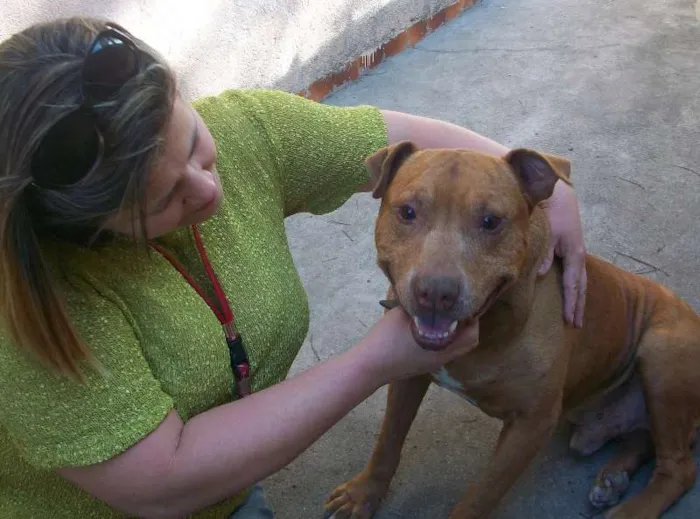 Cachorro ra a Raça: Pit-Bull idade 5 anos nome BUBERTH