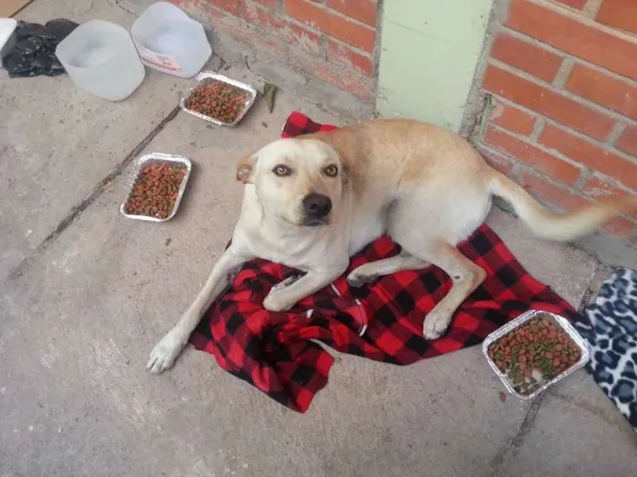 Cachorro ra a SRD idade 6 ou mais anos nome Bobby