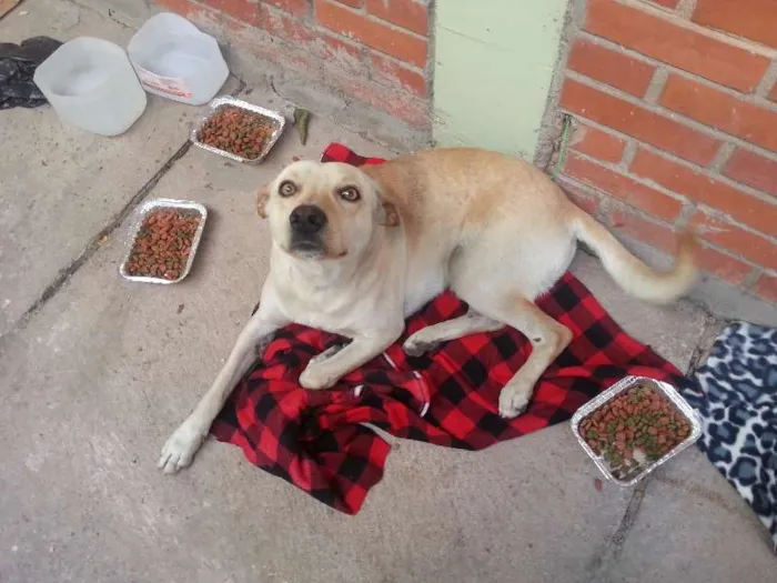 Cachorro ra a SRD idade 6 ou mais anos nome Bobby