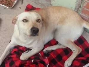 Cachorro raça SRD idade 6 ou mais anos nome Bobby