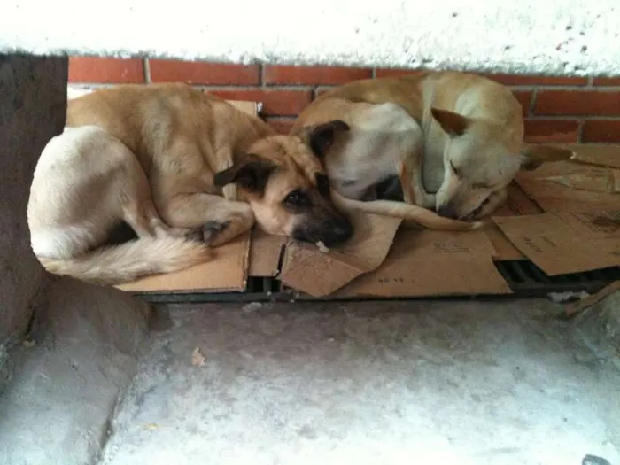 Cachorro ra a SRD idade 6 ou mais anos nome Bobby