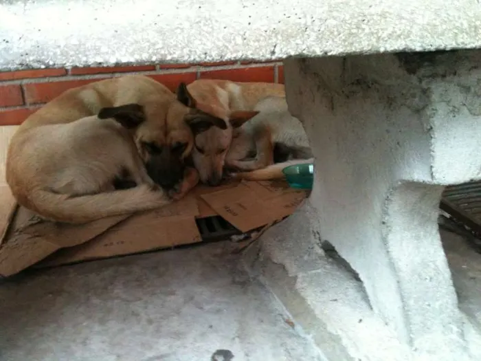 Cachorro ra a SRD idade 6 ou mais anos nome Bobby