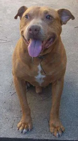 Cachorro raça Raça: Pit-Bull idade 5 anos nome BUBERTH