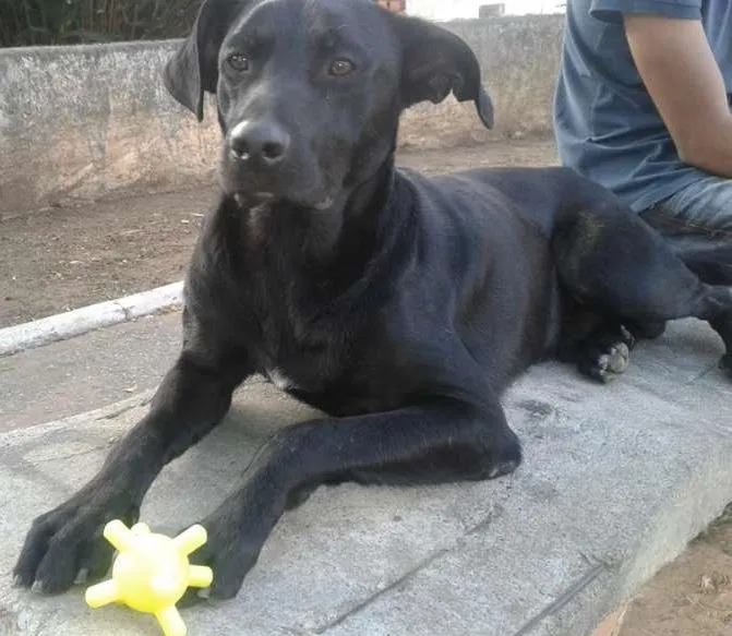 Cachorro ra a SRD idade 2 anos nome Negão
