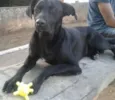 Negão